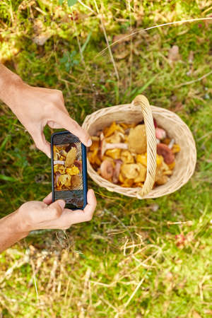 man with smartphone and mushrooms in basketの写真素材