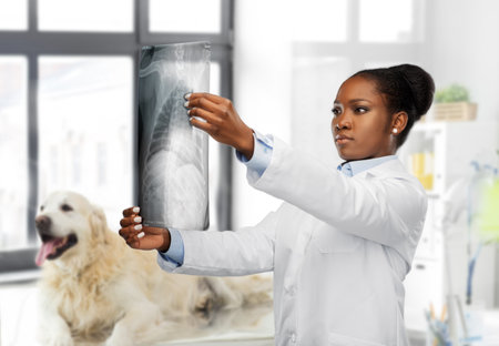 veterinarian with animals x-ray at vet clinicの写真素材
