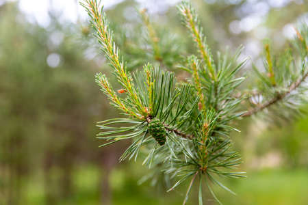 close up of pine branch in summer forest or park