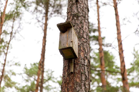 wooden birdhouse on pine tree in coniferous forest