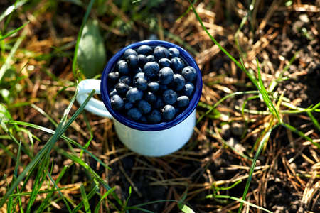 ripe blueberries in camp mug on grassの写真素材