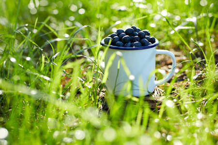 ripe blueberries in camp mug on grassの写真素材
