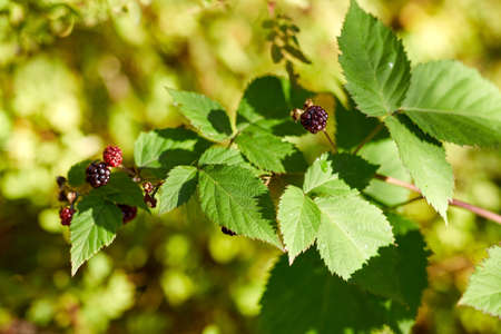 blackberry bush with berries in summer gardenの写真素材