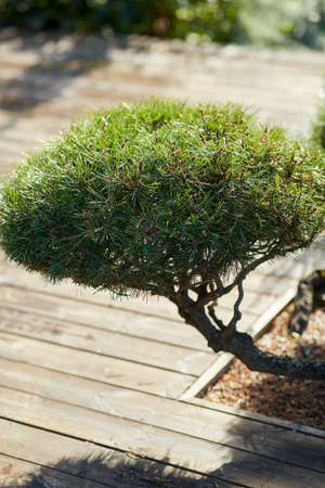 close up of bonsai pine tree growing in gardenの写真素材