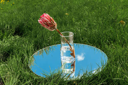 artichoke flower and sky reflection in mirror