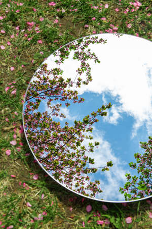 cherry tree blossoms reflection in round mirrorの写真素材