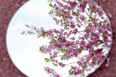 cherry tree blossoms reflection in round mirror