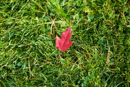 close up of red autumn leaf green grass in gardenの写真素材