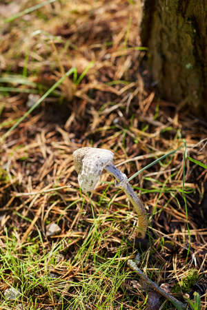 mushroom growing under tree in autumn forestの写真素材