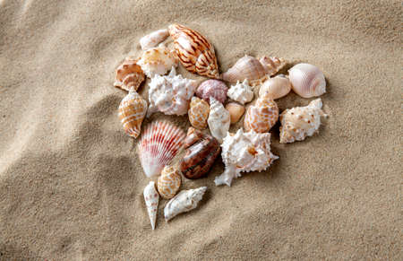 different sea shells on beach sandの写真素材