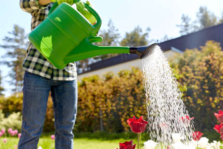 close up of man watering tulip flowers at gardenの写真素材
