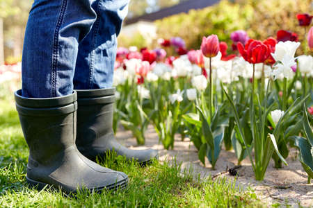 close up of man in rubber boots at tulip gardenの写真素材