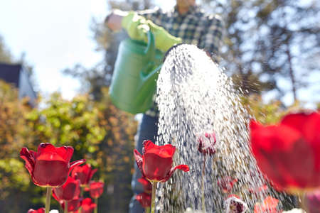 close up of man watering tulip flowers at gardenの写真素材