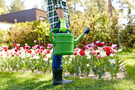 man with watering can and tulip flowers at gardenの写真素材