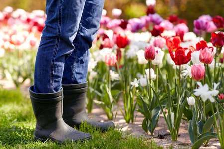 close up of man in rubber boots at tulip gardenの写真素材