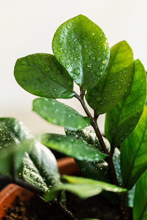 close up of wet zamioculcas flower at home gardenの写真素材