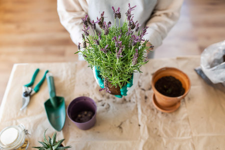 close up of woman planting pot flowers at homeの写真素材