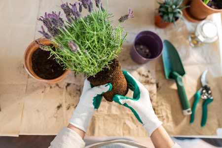 close up of woman planting pot flowers at homeの写真素材