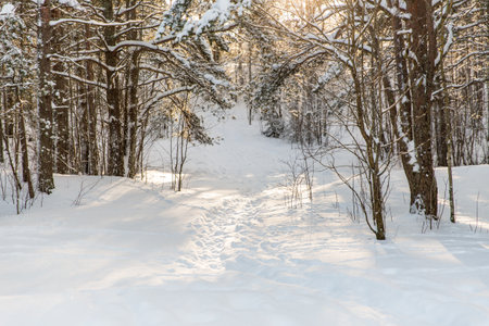 snowy winter forest with trodden path in estoniaの写真素材