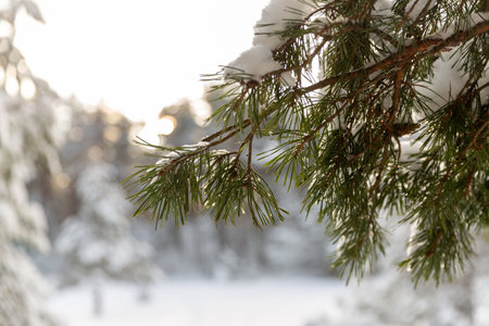 close up of snowy pine branch in winter forestの写真素材