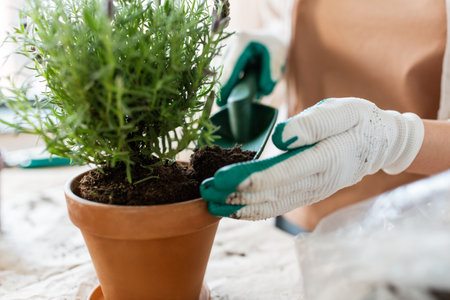 close up of woman planting pot flowers at homeの写真素材