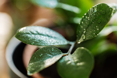 close up of wet zamioculcas flower at home gardenの写真素材