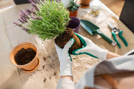 close up of woman planting pot flowers at homeの写真素材