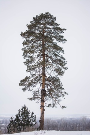 a lone pine tree in winter forest. Beautiful background.