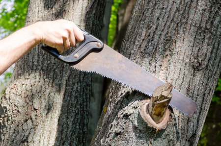 Cutting a tree branch with a hand garden saw. Saw a hacksaw at the cut branch. Pruning fruit trees...
