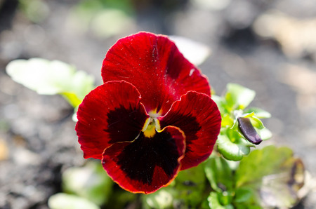Close up of purple pansies , Viola tricolor, pansies growing in the gardenの写真素材
