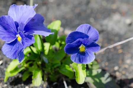 Close up of purple pansies , Viola tricolor, pansies growing in the gardenの写真素材