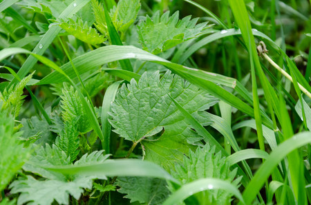 green grass in summer garden