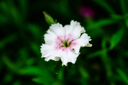 Summer landscape with delicate white flowers.