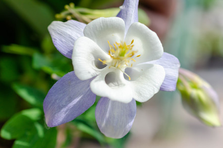 Summer landscape with delicate white flowers.の写真素材