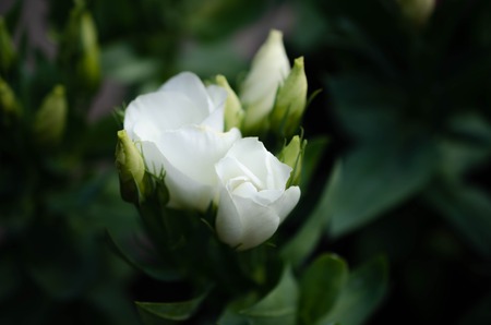 Blossom branch with white flowers of roseの写真素材