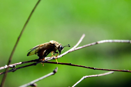 flying insect on branch macro on green background