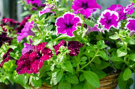 Lots of bright pink purple flowers in fluffy green bush.の写真素材