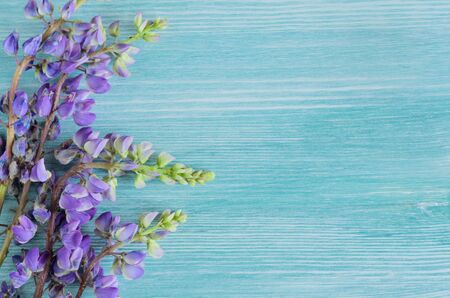 Wild flowers close up background with copy space for text.の写真素材