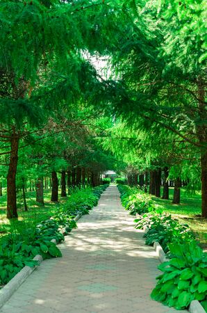 Trees along the shady alley in the summer parkの写真素材