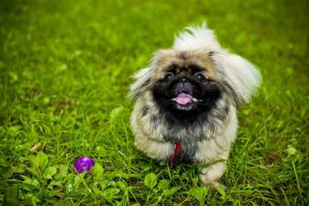 Beautiful dog Pekingeseの写真素材