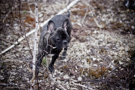 The French bulldogの写真素材