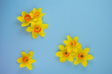 Spring easter background with daffodils or narcissus on turquoise background. Fresh daffodils...