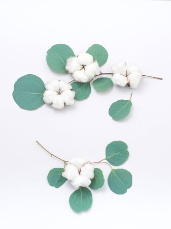 Eucalyptus frame made of cotton flower and eucalyptus branches on white background. Flat lay, top view. copy spaceの写真素材