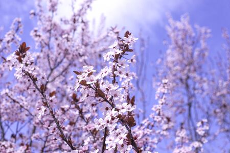 Spring border, background art with pink blossom. Blooming blossom sakura tree over blue sunny sky...