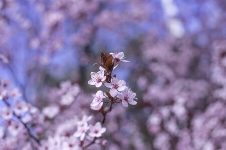 Spring border, background art with pink blossom. Blooming blossom sakura tree over blue sunny sky bokeh. Easter sunny day. Spring flowers. Springtime. Easter and spring greeting cards, copy spaceの写真素材