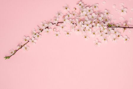 Living pink pastel background made of spring cherry blossom flowers, copy space. Natural floral framework background. Top view, flat lay. Valentines day, Womans day, Mothers day, birthdayの写真素材