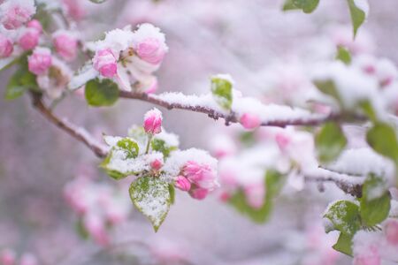 Beautiful spring apple blossoms covered with snow. Bloom tree flowers covered in snow. Spring frost over may blooming tree blossoms. Tree spring flowers. Apple blossom in snowの写真素材