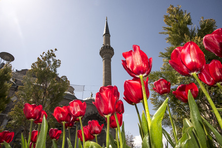 View of a mosque in between of red valerian flowers.の写真素材