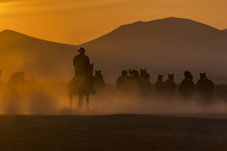 wild horses night meeting