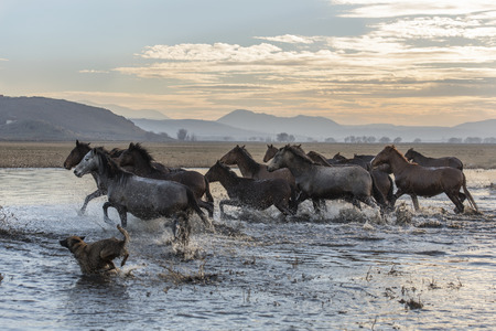 wild horses pass by water